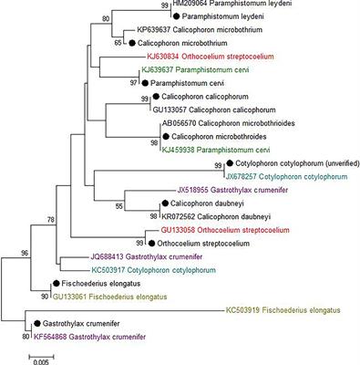 A Universal Approach to Molecular Identification of Rumen Fluke Species Across Hosts, Continents, and Sample Types